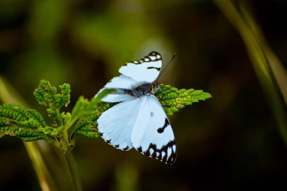 The Butterfly Effect in Business How Small Changes Lead to Major
