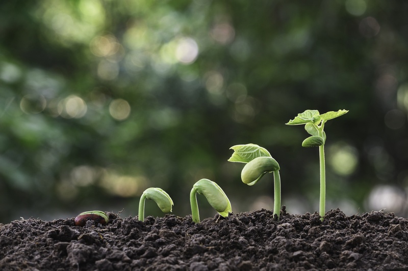 A series of images depicting a tree growing from a sapling to full maturity, illustrating personal and professional growth.