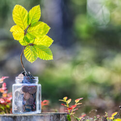 A small green plant sprouting from a pile of coins, symbolising financial growth and success.